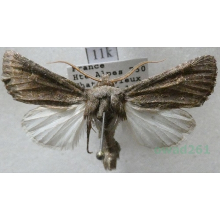 Aporophyla lutulenta (Denis & Schiffermüller, 1775) France11k